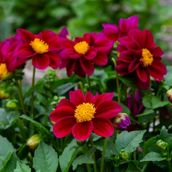 Sonbahar bahçesinde güzel dahlias.