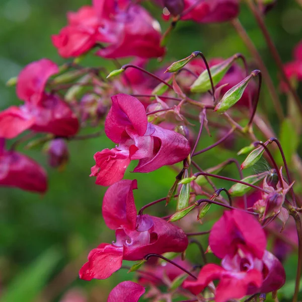 Цветы Impatiens Glandulifera Цветы Естественном Фоне — стоковое фото