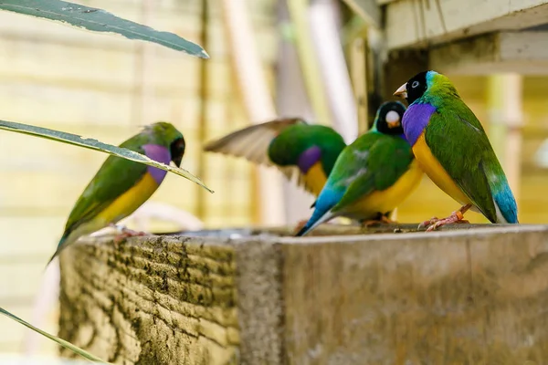 Der Australien Endemische Gouldinenfink Erythrura Gouldiae Auch Als Gouldinenfink Bekannt — Stockfoto