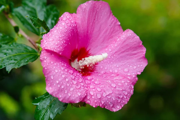 Рожева Квітка Фіолетового Гибискуса Сингина Роза Зеленому Листі Природного Фону — стокове фото