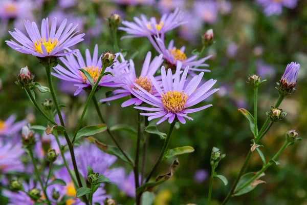 Symphyotrichum Novae Angliae Herfst Tuin Violet Herfst Aster Michaelmas Daisy — Stockfoto