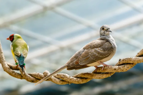 Geopelia Cuneata Egy Üvegházhatást — Stock Fotó