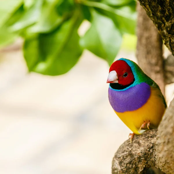 Gouldian ispinoz (Erythrura gouldiae), Ayrıca Lady Gouldian ispinoz olarak bilinen, Avustralya'ya endemik. Evde süs kuşlarının yetiştirimi