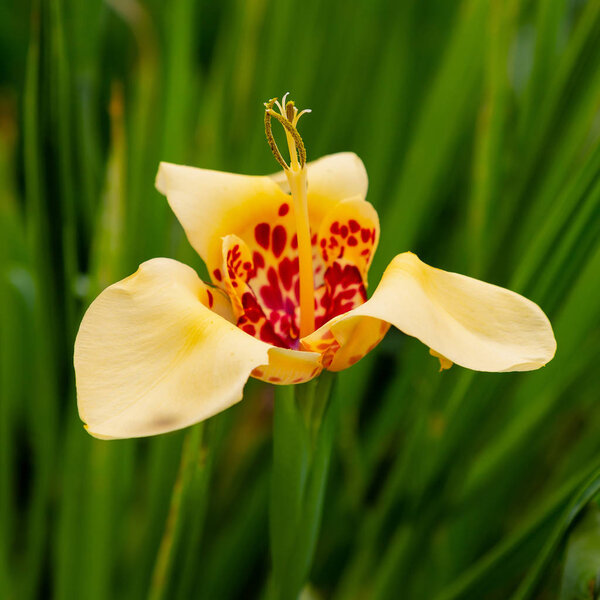 Tigridia pavonia is the best-known species from the genus Tigridia, in the Iridaceae family. Common names include jockey's cap lily, Mexican shellflower peacock flower, tiger iris, and tiger flower