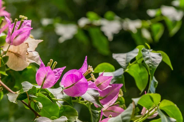 Çiçek açan begonvil. Mor begonviller çiçekleri. 