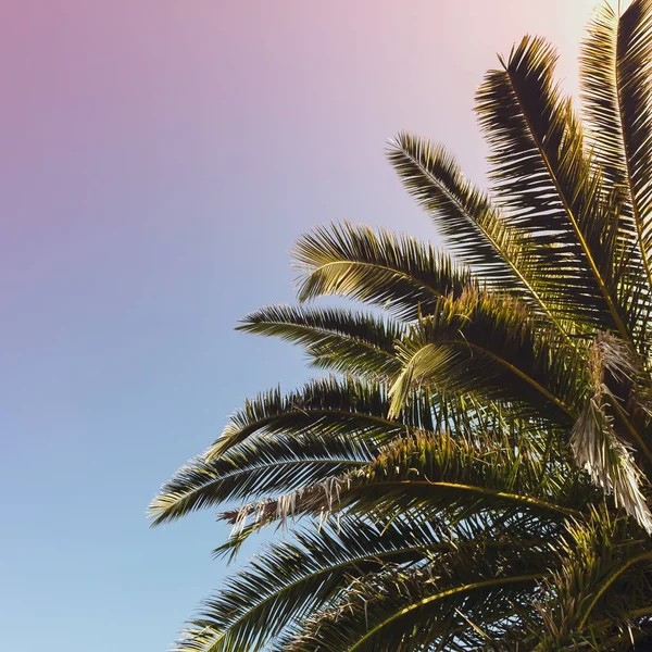 gökyüzü arka planda palmiye ağacı dalları