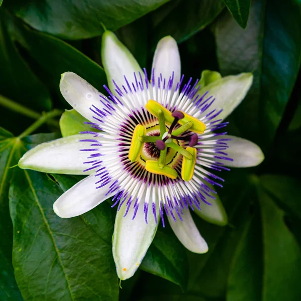 Mavi çiçek veya Passiflora (Passiflora caerulea) içinde tropikal bahçe bırakır. Güzel tutku meyve çiçek ya da Passiflora (Passifloraceae). Passiflora 550 türler bir cinsidir. Evergreen tropik sarmaşık