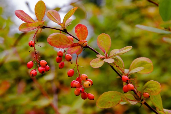 Narancs Piros Bogyós Gyümölcsök Őszi Kertben Berberis Koreana Koreai Bogyós — Stock Fotó