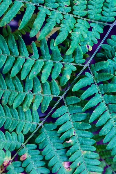 Fern leaves in autumn. Tinted tropical leaves. Background of fern leaves