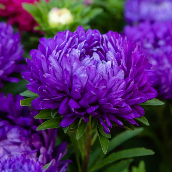 aster çiçekleri (aster, Michaelmas papatya) yeşil arka planda. Renkli çok renkli aster çiçekleri yıllık bitkiler. Sonbahar bahçesinde aster çiçek bahçe yatak yakın