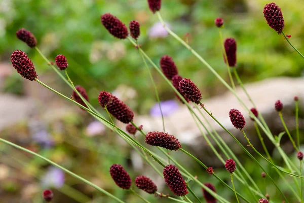 Sanguisorba Officinalis Den Stora Burnet Växt Familjen Rosväxter Underfamiljen Rosoideae — Stockfoto