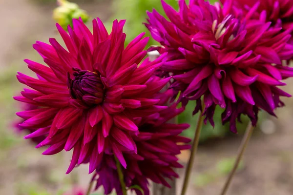 Sonbahar bahçesinde güzel dahlias.