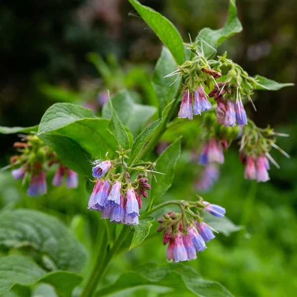 Yaz bahçesinde Symphytum Çiçekleri. Symphytum'un çiçeklerinde bumblebee. Symphytum hodan giller familyasından Boraginaceae familyasından bir bitki cinsine biçilir.