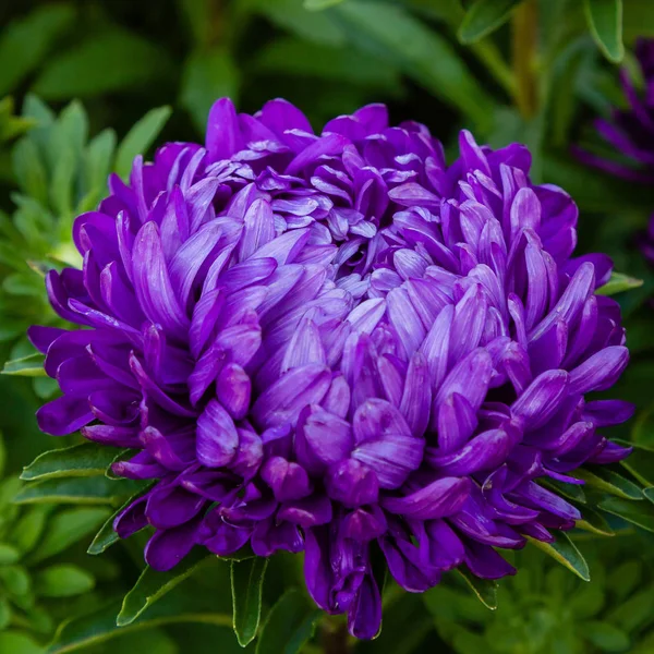 aster çiçekleri (aster, Michaelmas papatya) yeşil arka planda. Renkli çok renkli aster çiçekleri yıllık bitkiler. Sonbahar bahçesinde aster çiçek bahçe yatak yakın