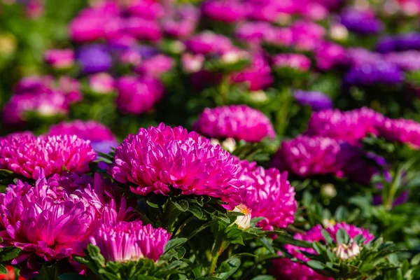 aster flowers (aster, Michaelmas daisy) in green background. Colorful multicolor aster flowers annual plants. Close up of aster flower garden bed in autumn garden