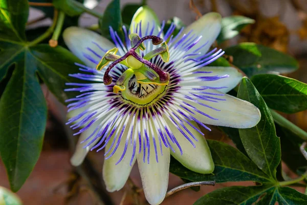 Mavi çiçek veya Passiflora (Passiflora caerulea) içinde tropikal bahçe bırakır. Güzel tutku meyve çiçek ya da Passiflora (Passifloraceae). Passiflora 550 türler bir cinsidir. Evergreen tropik sarmaşık