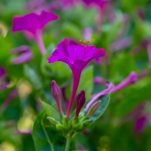 Hermosas Flores Color Púrpura Amarillo Mirabilis Jalapa Reloj Cuatro Jardín — Foto de Stock