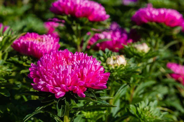 aster çiçekleri (aster, Michaelmas papatya) yeşil arka planda. Renkli çok renkli aster çiçekleri yıllık bitkiler. Sonbahar bahçesinde aster çiçek bahçe yatak yakın