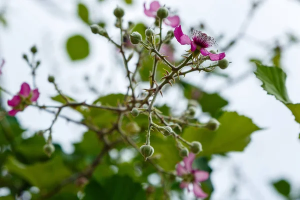 Böğürtlen'in çiçek açan dalı. Doğal bir arka plan üzerinde çiçekler ile Böğürtlen dalı. Bahçede Berry bitkileri