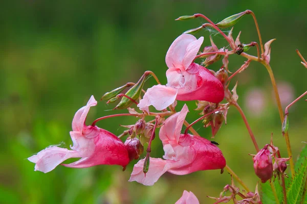 Kwiaty Kwiatów Impatiens Gruczołowaty Naturalnym Tle — Zdjęcie stockowe