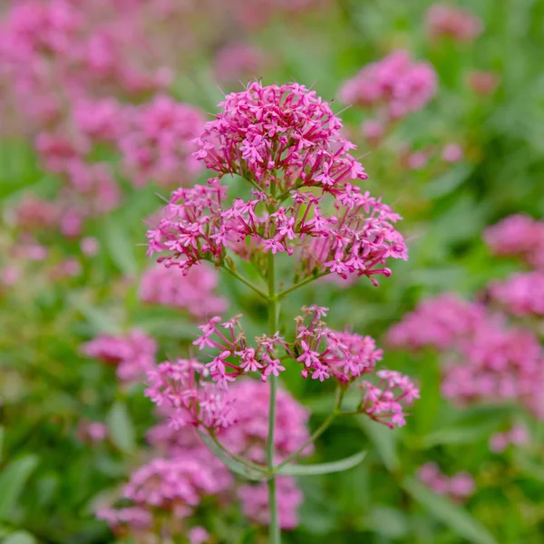 Centranthus ruber purpure çiçekler. Centranthus ruber, kırmızı kediotu, mahmuzlu kediotu, öpücük-me-hızlı, tilki fırçası, şeytan ın sakalı ve Jüpiter'in sakalı olarak da adlandırılan popüler bir bahçe bitkisidir.