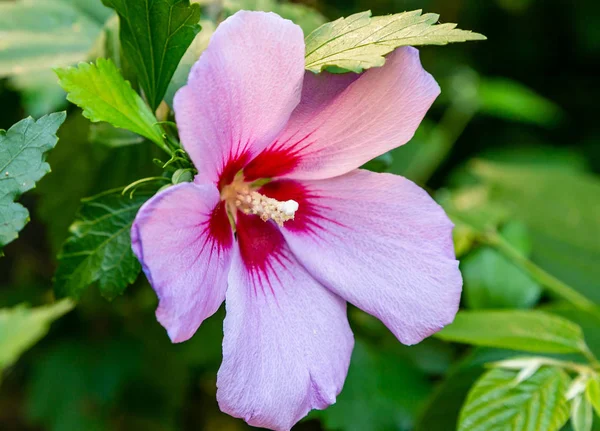 Růžová Květina Purpurového Ibiška Ibišek Sinensis Zeleném Listí Karkade Tropická — Stock fotografie