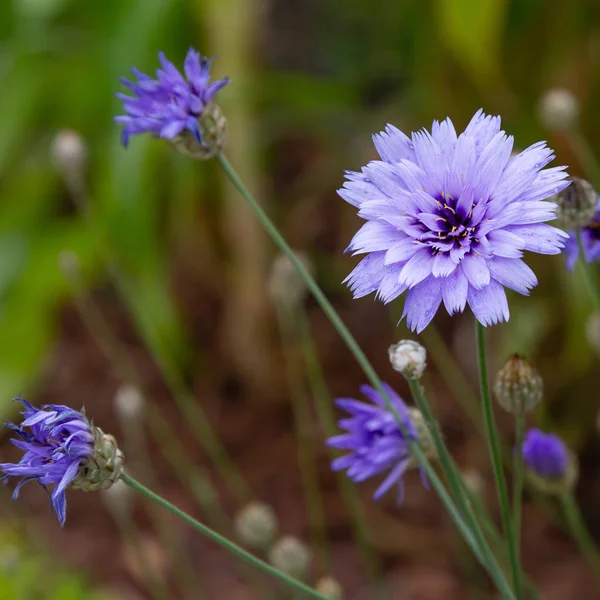 Centaurea Cyanus Tuin Lila Bloemen Korenbloem Scabiosa Centaurea Scabiosa Een — Stockfoto