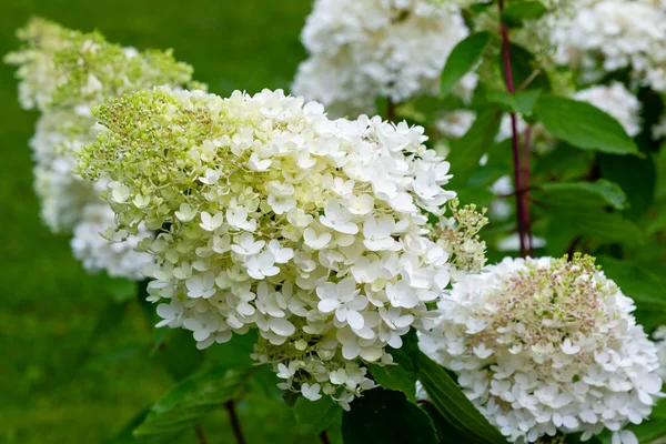 Ortensia Sboccia Ortensia Cespuglio Con Piante Ornamentali Contenitori — Foto Stock