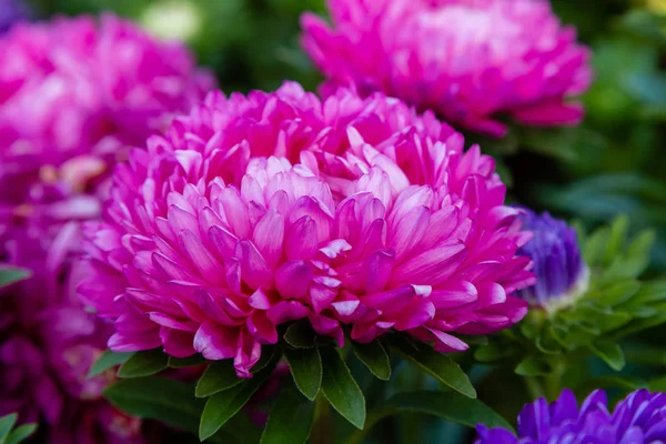 aster çiçekleri (aster, Michaelmas papatya) yeşil arka planda. Renkli çok renkli aster çiçekleri yıllık bitkiler. Sonbahar bahçesinde aster çiçek bahçe yatak yakın