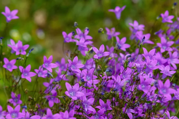 Campanula patula veya yayılan çan çiçeği Campanula cinsinin bir bitki türüdür. Bu narin çan çiçeği, dik ve huni şeklinde soluk mavi veya beyaz çiçeklerin yanal dallarını taşır