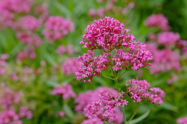 Purpure Flowers Centranthus Ruber Centranthus Ruber Also Called Red Valerian — Stock Photo, Image