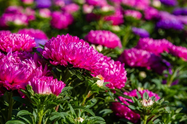 aster flowers (aster, Michaelmas daisy) in green background. Colorful multicolor aster flowers annual plants. Close up of aster flower garden bed in autumn garden