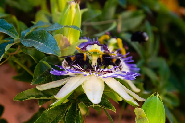 Mavi çiçek veya Passiflora (Passiflora caerulea) içinde tropikal bahçe bırakır. Güzel tutku meyve çiçek ya da Passiflora (Passifloraceae). Passiflora 550 türler bir cinsidir. Evergreen tropik sarmaşık