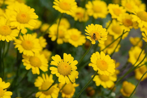 Cota tinctoria veya Anthemis tinctoria, altın marguerite, sarı papatya veya öküz gözü papatya, ayçiçeği ailesinde bitkidir. Diğer yaygın isimler 