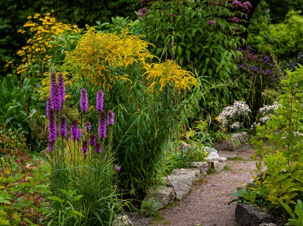 Sonbahar bahçesinde çiçekler. Bahçede veya Parkta çiçekli çok yıllıklar