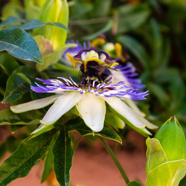 Mavi çiçek veya Passiflora (Passiflora caerulea) içinde tropikal bahçe bırakır. Güzel tutku meyve çiçek ya da Passiflora (Passifloraceae). Passiflora 550 türler bir cinsidir. Evergreen tropik sarmaşık