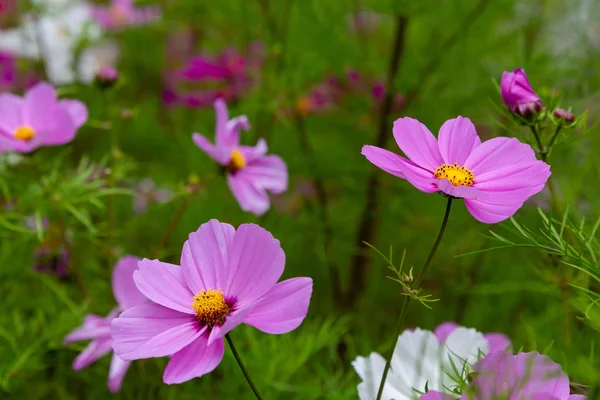 Beautiful Cosmos Flowers Nature Light Pink Deep Pink Cosmos Summer — Stock Photo, Image