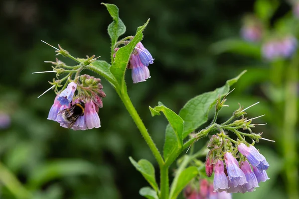 Yaz bahçesinde Symphytum Çiçekleri. Symphytum'un çiçeklerinde bumblebee. Symphytum hodan giller familyasından Boraginaceae familyasından bir bitki cinsine biçilir.