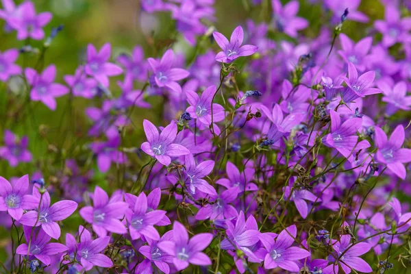 Campanula Patula Распространённый Колокольчик Является Растительным Видом Рода Campanula Нежный — стоковое фото