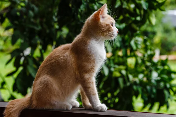 Sevimli kırmızı tüylü yavru kedi