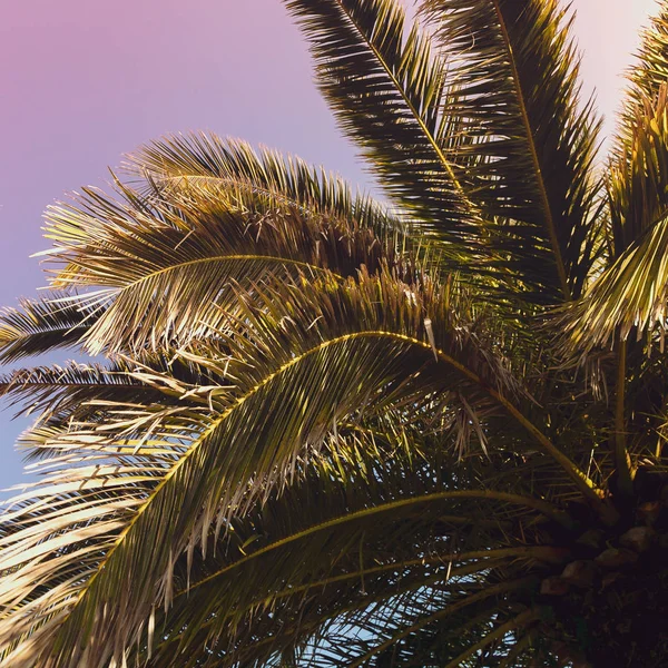 gökyüzü arka planda palmiye ağacı dalları