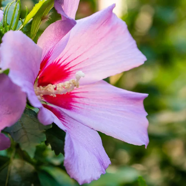Flor Rosa Hibisco Púrpura Hibiscus Rose Sinensis Sobre Hojas Verdes —  Fotos de Stock