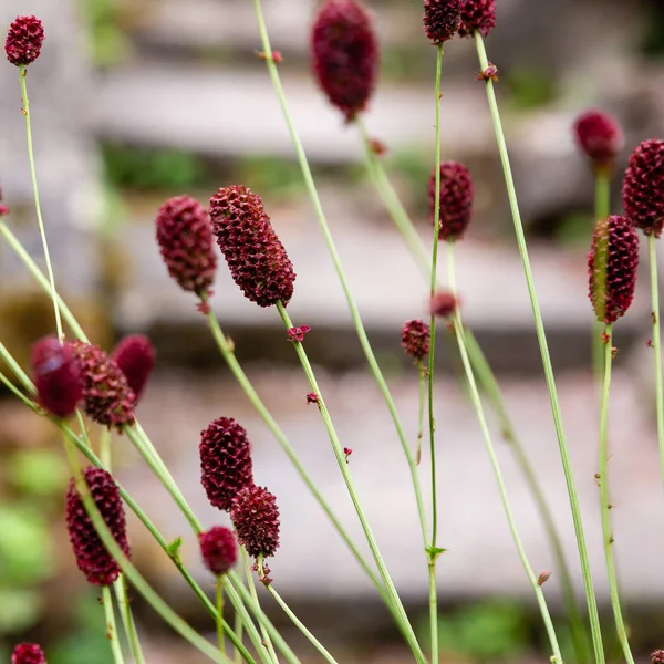 Sanguisorba officinalis, büyük burnet, aile Rosaceae, alt familyarosoideae bir bitkidir. Sanguisorba officinalis kaya bahçesi için tıbbi bitki ve bitki