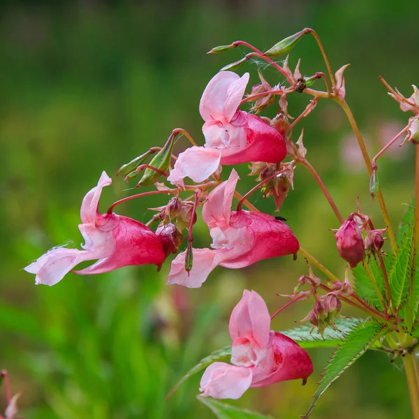 Doğal arka planda Impatiens glandulifera çiçek Çiçekler
