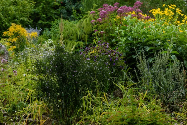 Fiori Nel Giardino Autunnale Perenni Fioriti Giardino Nel Parco — Foto Stock