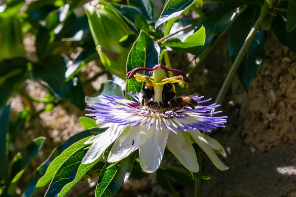 Mavi çiçek veya Passiflora (Passiflora caerulea) içinde tropikal bahçe bırakır. Güzel tutku meyve çiçek ya da Passiflora (Passifloraceae). Passiflora 550 türler bir cinsidir. Evergreen tropik sarmaşık