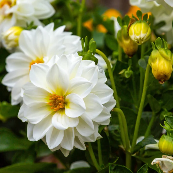 Sonbahar bahçesinde güzel dahlias.