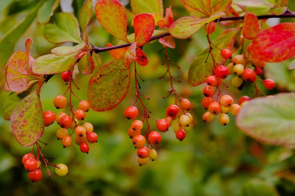 Sonbahar Bahçesinde Böğürtlen Portakal Kırmızı Meyveler Berberis Koreana Kore Böğürtlen — Stok fotoğraf