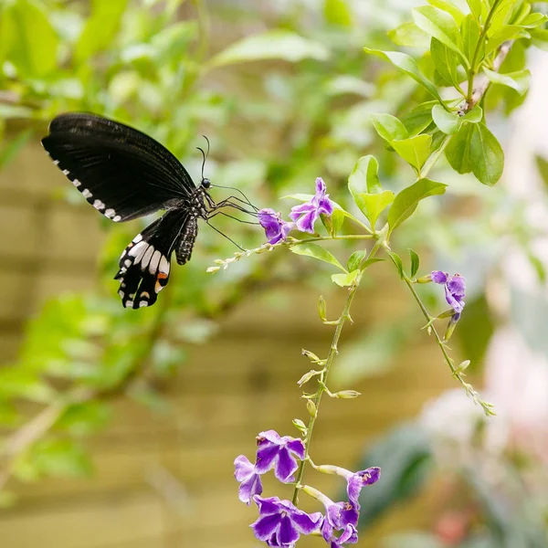 一只美丽的黑色蝴蝶 帕皮利奥 波利特斯蝴蝶 在热带植物上收集花蜜 热带背景或壁纸 — 图库照片