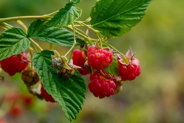doğal arka planda ahududu Bush üzerinde ahududu. Bahçede büyüyen ahududu